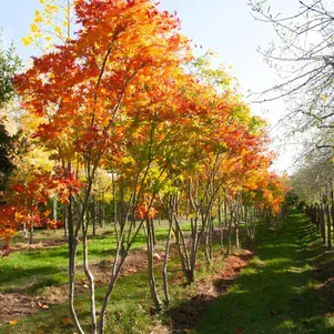 

Клен Батерфляй