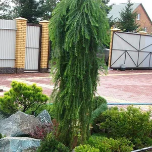 

Лиственница Стиф Випер на штамбе 120 см