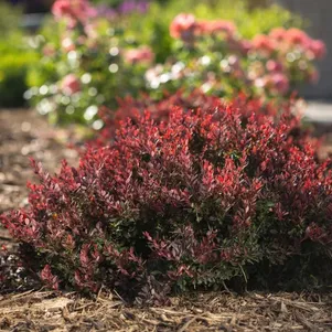 

Барбарис Тунберга Ламбруско Бейлелла