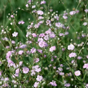 

Гипсофила Пинк Фестиваль