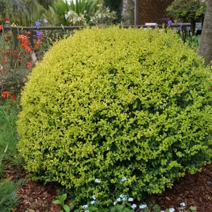 

Бирючина овальнолистная