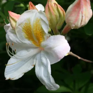 

Рододендрон (Азалия) Сильвер Слиппер