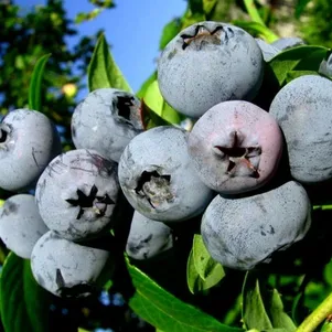 

Голубика Блюэтта