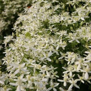 

Клематис (Ломонос трехцветковый) Тернифлора мелкоцветковый (2-3)