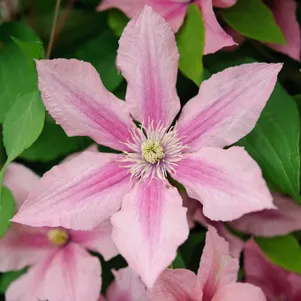 

Клематис Розамунда крупноцветковый (3)