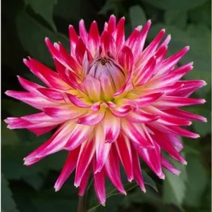 

Георгина Электрик Флеш кактусовидная