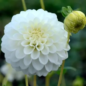 

Георгина Петрас Веддинг помпонная