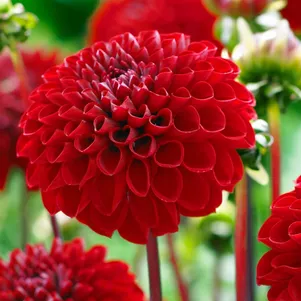 

Георгина Викинг шаровидная