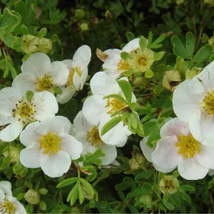 

Лапчатка Тилфорд Крим кустарниковая