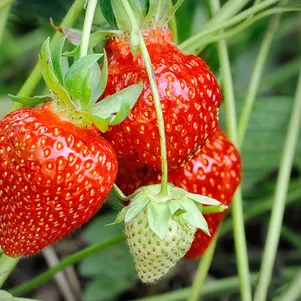 

Клубника Соната