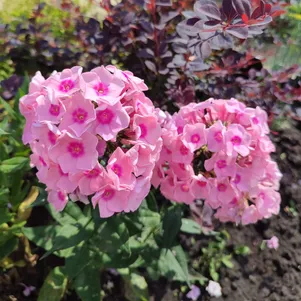 

Флокс Милена