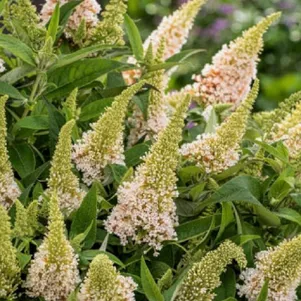 

Буддлея Давида Батерфляй Канди Литл Вайт