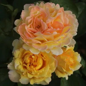 

Роза Надя Зеруали, Фено Гено (лиц)