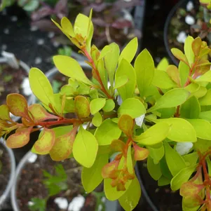 

Барбарис Тунберга Сенсейшн