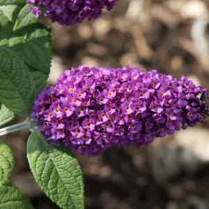 

Буддлея Давида Бордер Бьюти