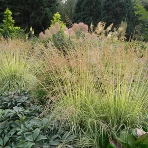 

Молиния Эдит Дудзус