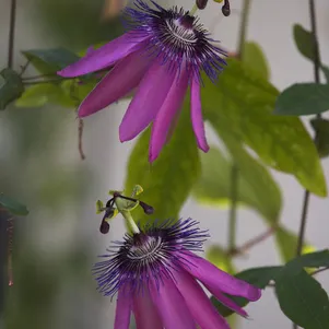 

Пассифлора Аметист