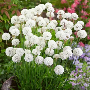 

Армерия Баллерина Вайт