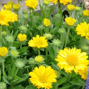 

Гайлардия Меза Еллоу