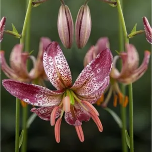 

Лилия Альберта Монинг кудреватая