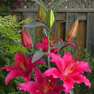 

Лилия Гомер восточная розовая