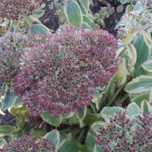 

Очиток (седум) Отумн Чарм/Лайос