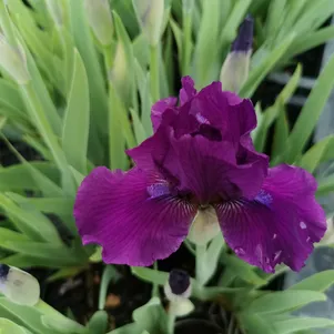 

Ирис карликовый Намбе