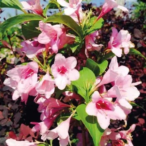 

Вейгела Боскоп Глори