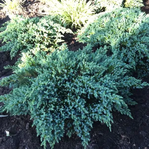 

Можжевельник чешуйчатый Ханнеторп