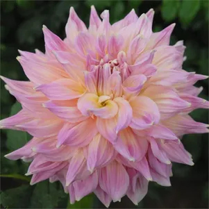 

Георгина Гарден Сенсейшн декоративная