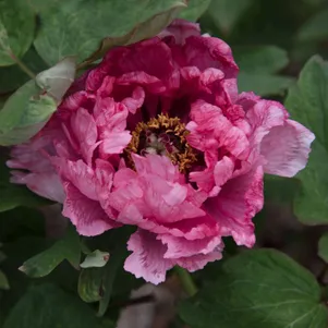 

Пион Розовый Лотос древовидный