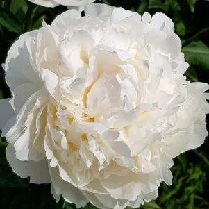 

Пион Снежная Пагода древовидный