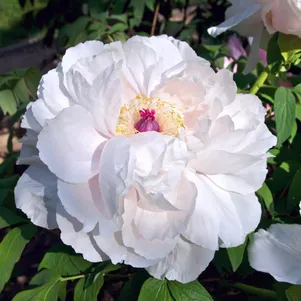 

Пион Сноу Вайт древовидный