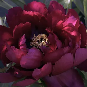 

Пион Блэк Стар