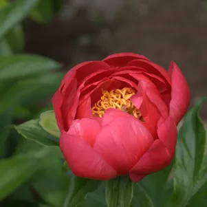 

Пион Корал Мэджик