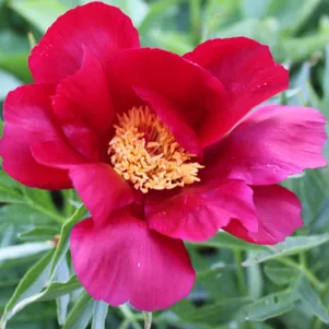 

Пион Мери Мейшайн