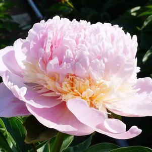 

Пион Свит 16