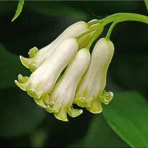 

Купена многоцветковая