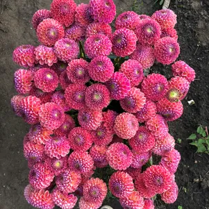 

Георгина Кейтлинс Джой помпонная