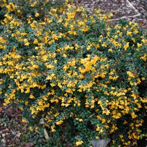 

Барбарис Дарвина Компакта