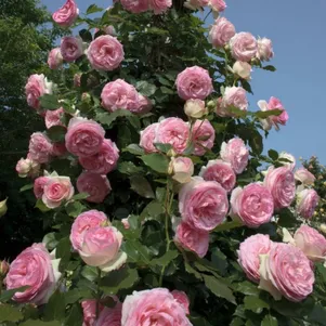 

Роза Гримпант Пьер де Ронсар плетистая, Top Roses