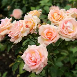 

Роза Мэрилин Монро чайно-гибридная, Imperial Rose