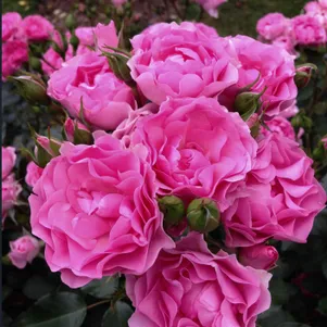 

Роза Ай Эм Грейтфул флорибунда, Imperial Rose