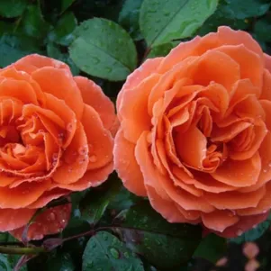 

Роза Оранж Мейлав флорибунда, Imperial Rose
