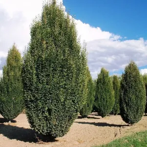 

Граб обыкновенный Фастигиата