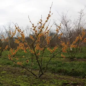 

Гамамелис Оранж Бьюти