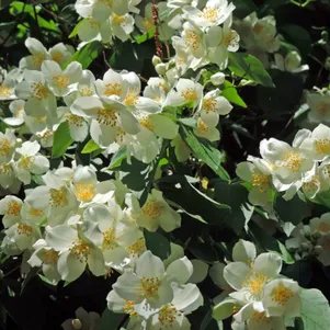 

Чубушник Мексикан Джувел