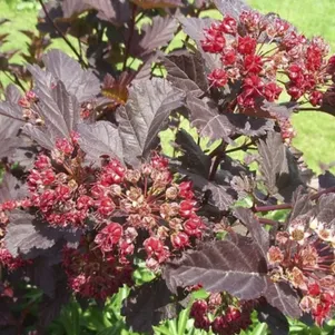 

Пузыреплодник Шух