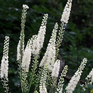 

Цимицифуга (Клопогон) Сильвер Данс