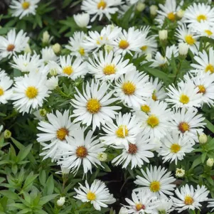

Астра кустарниковая Кристина